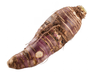 Fresh purple ginger root isolated on a transparent background vegetable