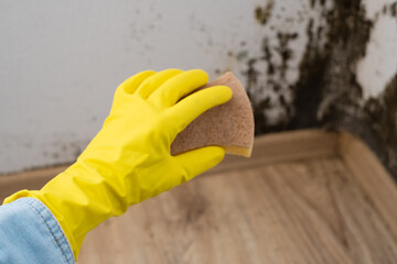 A person in yellow gloves scrubs a wall with mold near the floor in a room. They focus on cleaning bad spots in the corner as part of a household. Home care, cleaning service concept.