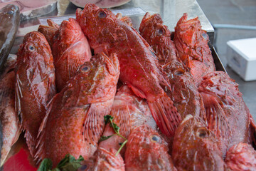 Fresh Red Scorpionfish Displayed at Mediterranean Fish Market