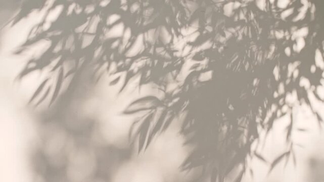 Soft light and shadows from tree branches, plant, foliage.The leaves transparent, blurred shadows are reflected in the morning sunlight. Sun and shadows. Product presentation, mockup for advertising. 