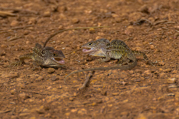 Two Brown Anole (Anolis sagrei) Fighting on Kauai, HI