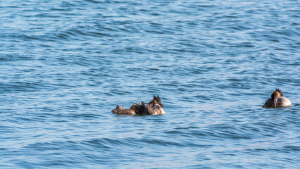 Fototapeta premium The waterfowl bird, great crested grebe with chick, swimming in the lake.