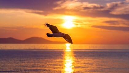 seagull on sunset