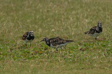 Ruddy Turnstone (Arenaria interpres) on Kauai, HI