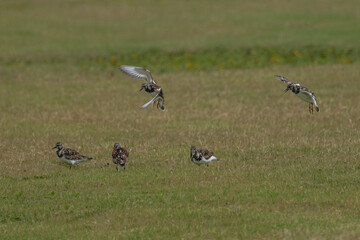Ruddy Turnstone (Arenaria interpres) on Kauai, HI