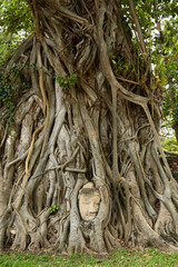 Buddha-Kopf-Statue, eingewachsen in Baumwurzeln
