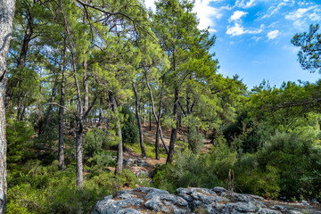 Fototapeta premium Scenic pine forest growing on rocky hills in Köprülü Canyon National Park. Green trees among stone formations under blue summer sky with clouds. Manavgat, Mediterranean Turkey.