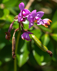 Philippine Ground Orchid (Spathoglottis plicata) on Kauai, HI