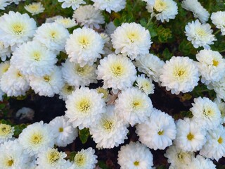 white chrysanthemum flowers