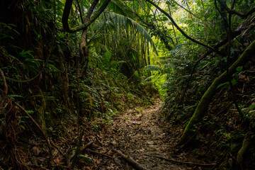 Obraz premium Lush rainforest trail along Gilpin Trace in the Main Ridge Forest Reserve, Tobago, featuring dense tropical foliage and natural hiking path