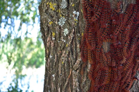 &Aacute;rbol cubierto de orugas espinosas de color naranja en el sur de Chile.