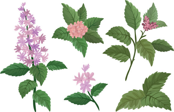 Vector illustration of the patchouli plant, featuring green aromatic leaves and delicate pink-purple flowers. This botanical drawing is ideal for natural cosmetics, essential oils, herbal medicine