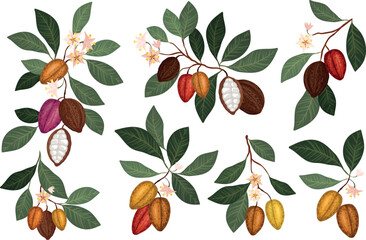 vector illustration set featuring cocoa branches with ripe cacao pods, green leaves, and delicate pink flowers, various stages of cocoa pod ripening and botanical details