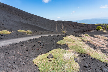 Dirt road among burnt trees and black soil on the slopes of Mount Etna in Sicily during a sunny day