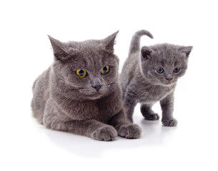 Mother cat lying next to a small gray kitten.