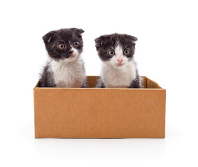Two small black and white kittens sitting in a cardboard box.