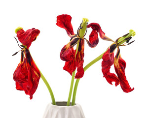 Three wilting red tulip flowers in a white vase.