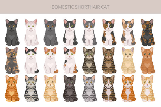 Domestic shorthair Cat clipart. All coat colors set. Vector illustration