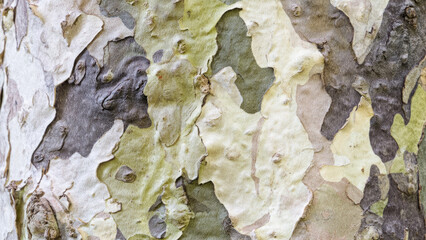 American Sycamore bark pattern