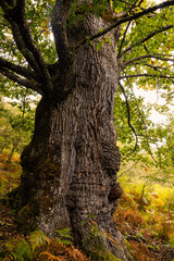 The Lords of the Forest.  They've been there for over a hundred years and they deserve to be the kings