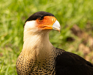 Crested Caracara in Costa Rica