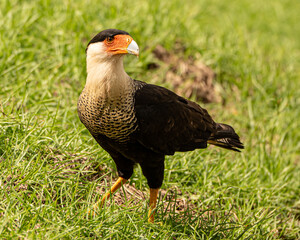 Crested Caracara in Costa Rica