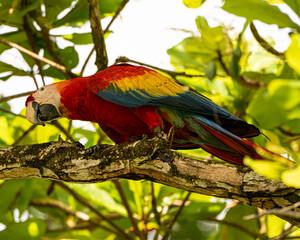 Scarlet Macaw in an Almond Tree in Costa Rica