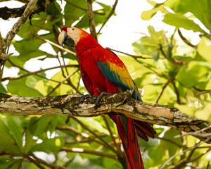 Scarlet Macaw in an Almond Tree in Costa Rica