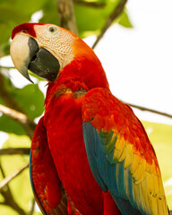 Scarlet Macaw in an Almond Tree in Costa Rica