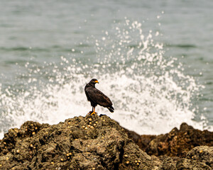 Common Black Hawk eating a crab on a beach rock