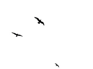 Three seagulls flying as dark silhouettes against a bright white sky, minimalist nature composition with strong negative space and calm coastal atmosphere.