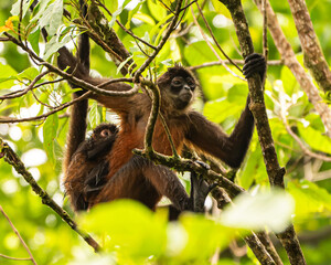 Spider Monkeys in Costa Rica
