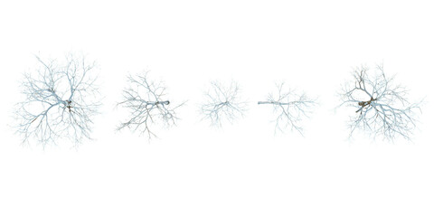 Collection of Alnus,betula snow tree on transparent background from thye top view