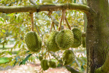 Close-up of a tropical tree showing ripe red exotic fruit and plants in nature