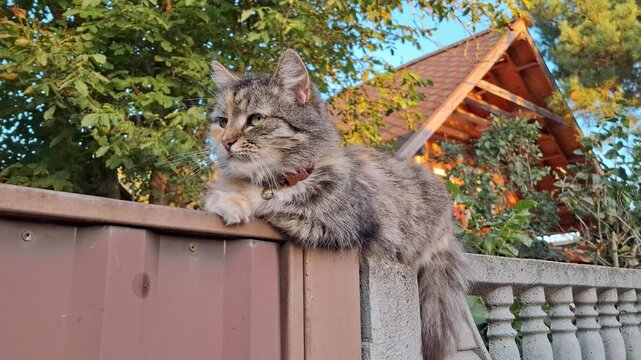 Beautiful gray cat is lying on the fence. Beautiful wooden house in backdrop