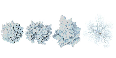 Collection of Araucaria,Firmiana snow tree on transparent background from the top view