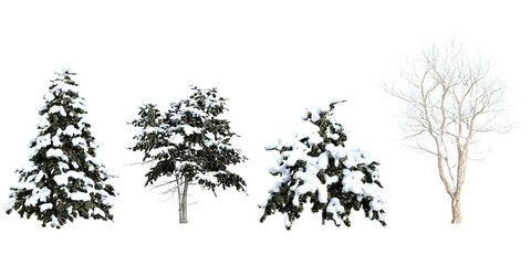 Collection of Araucaria,Firmiana snow tree on transparent background