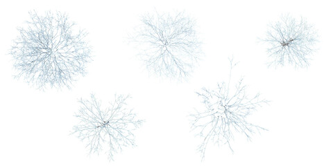 Collection of Firmiana snow tree on transparent background from the top view