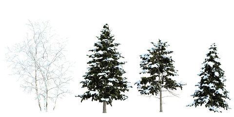 Collection of betula,Cedrus snow tree on transparent background