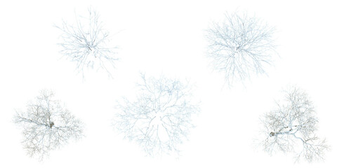 Collection of Fraxinus snow tree on transparent background from the top view