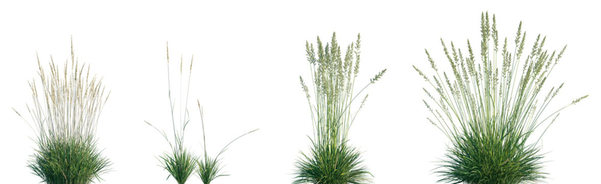 Set of Koeleria macrantha (common name prairie Junegrass, and crested hair-grass) isolated frontal png on a transparent background perfectly cutout