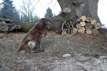 Watch dog . Guard dog . Wachhund . Münsterländer and rusty bicycle