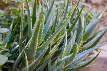 close up of aloe vera plant