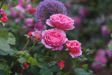 Pink Roses and Purple Allium Flowers in Garden Setting