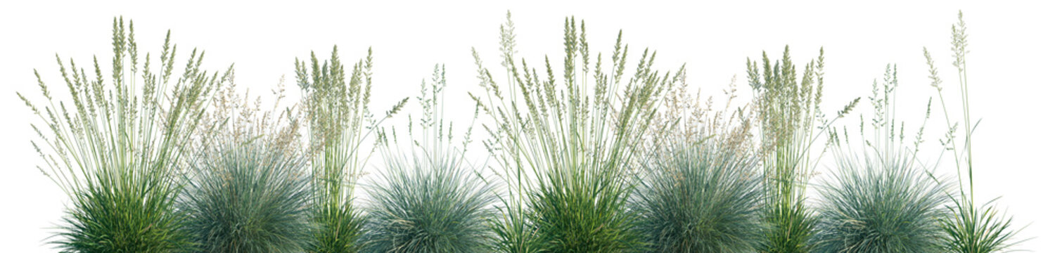 Set of Koeleria macrantha and Festuca glauca isolated frontal png on a transparent background perfectly cutout	