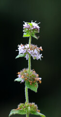 Field mint (Mentha arvensis) grows in nature