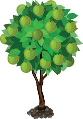 Orange tree with green crown and unripe green orange fruits isolated on white background