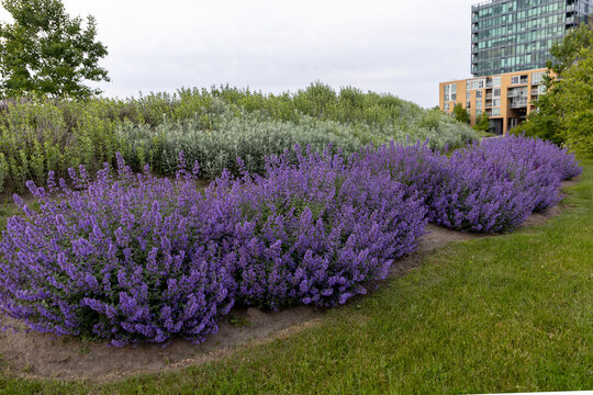Purple catmint blossoms surrounded by greenery outdoors.