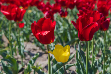 A wide field of vibrant colorful tulips with multiple stripes and rows stretching into the distance. An iconic, sunny Dutch spring scene.