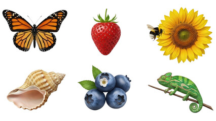 Mixed collection of nature elements and living beings, cut out, stock png, isolated on transparent background